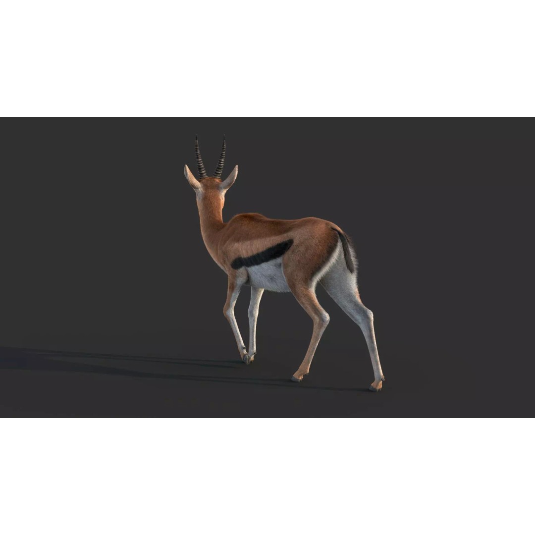 Gazelle 3D Model – Rigged High-Detail Animal Asset, Maya - View 13