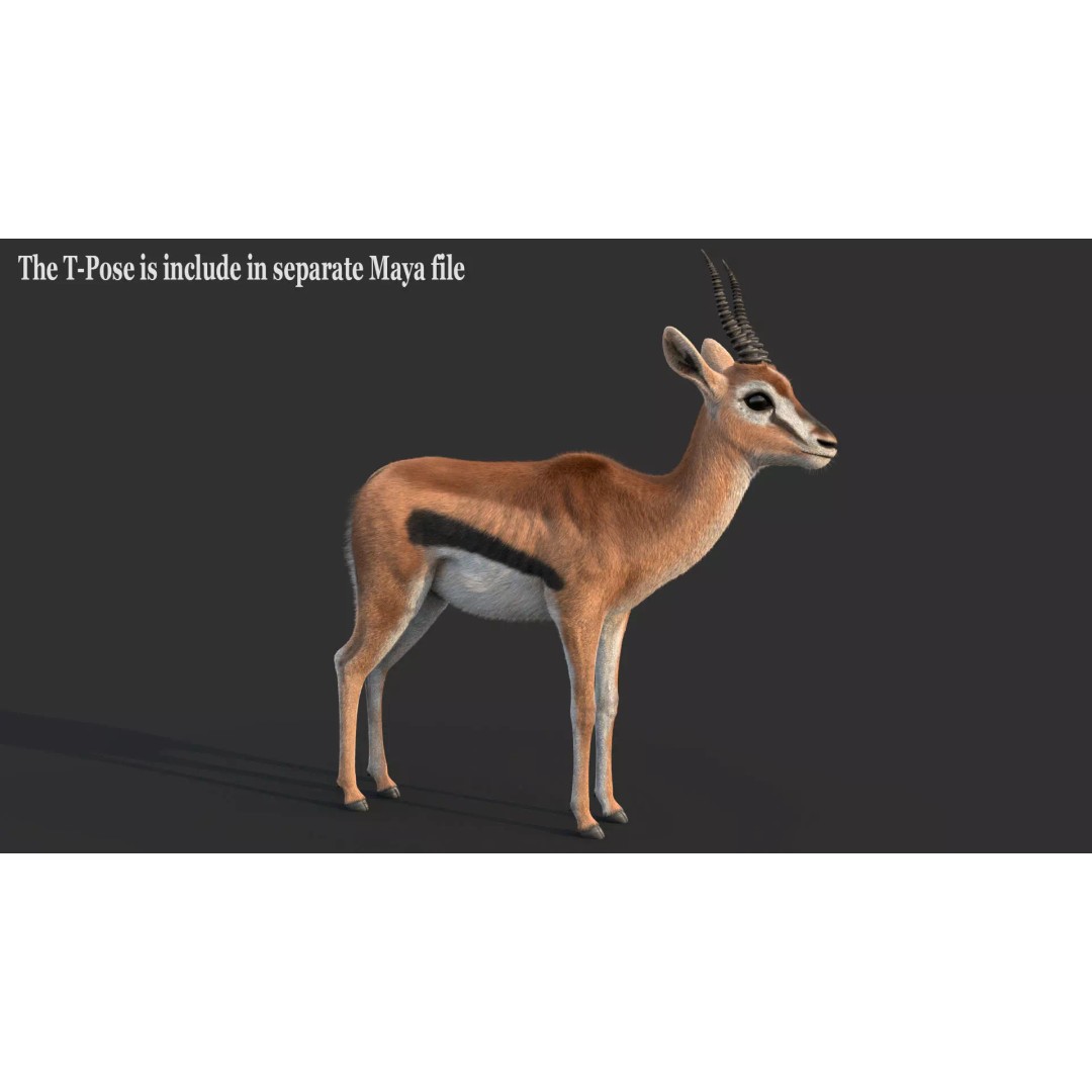 Gazelle 3D Model – Rigged High-Detail Animal Asset, Maya - View 14