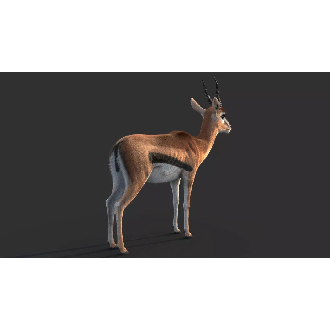 Gazelle 3D Model – Rigged High-Detail Animal Asset, Maya - View 15