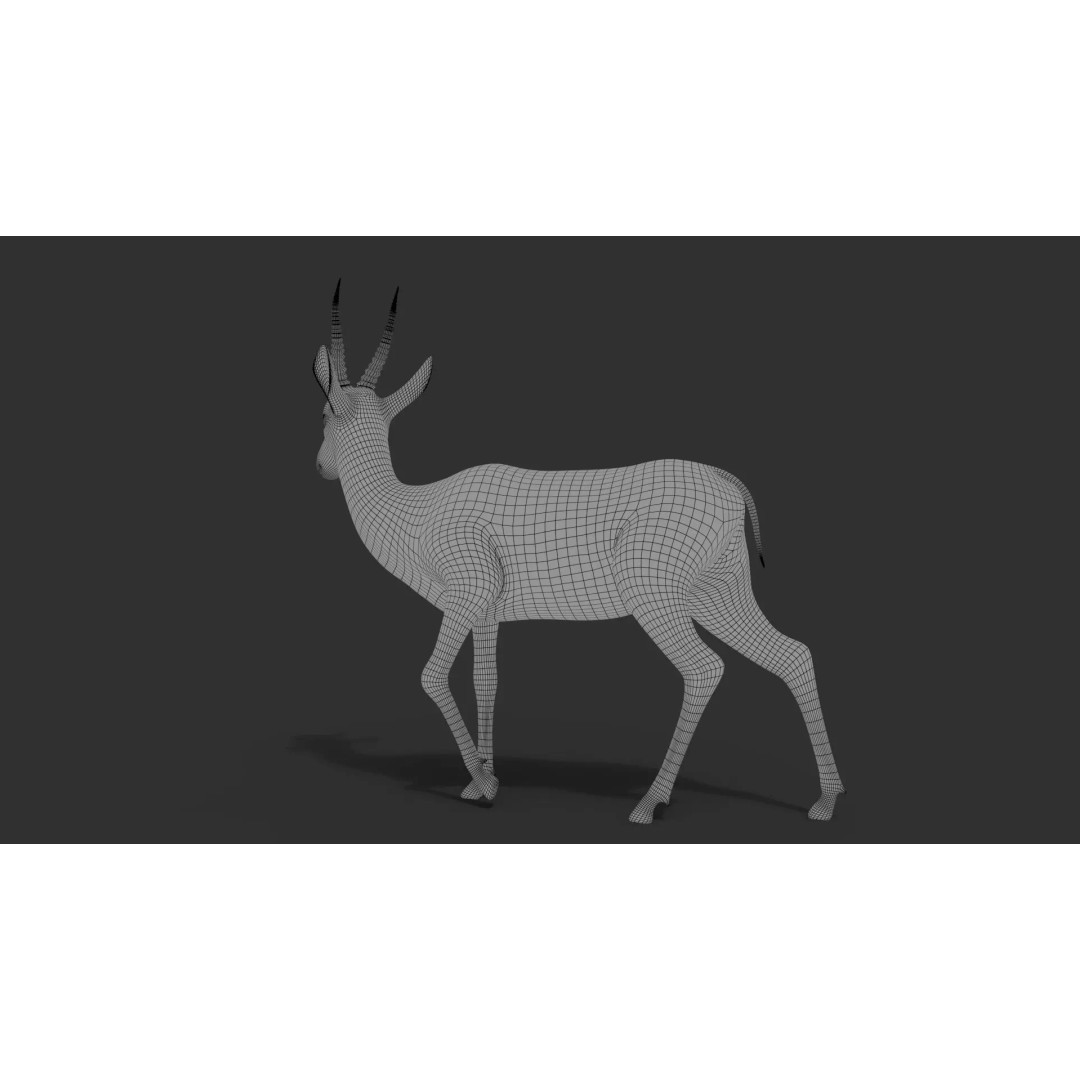 Gazelle 3D Model – Rigged High-Detail Animal Asset, Maya - View 17