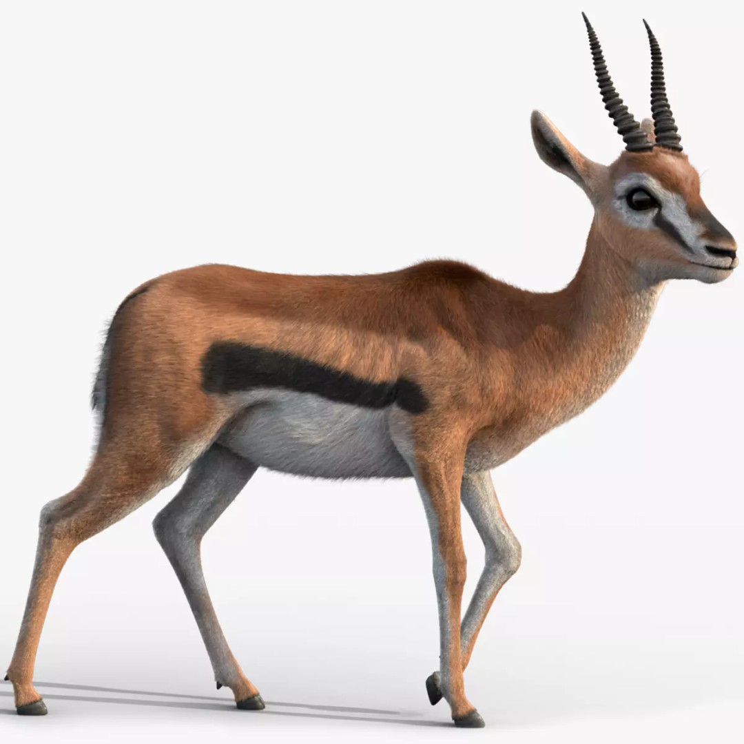 Gazelle 3D Model – Rigged High-Detail Animal Asset, Maya - View 2