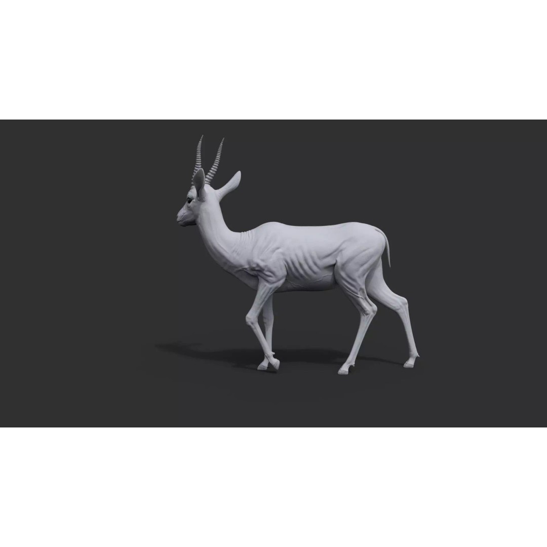 Gazelle 3D Model – Rigged High-Detail Animal Asset, Maya - View 23