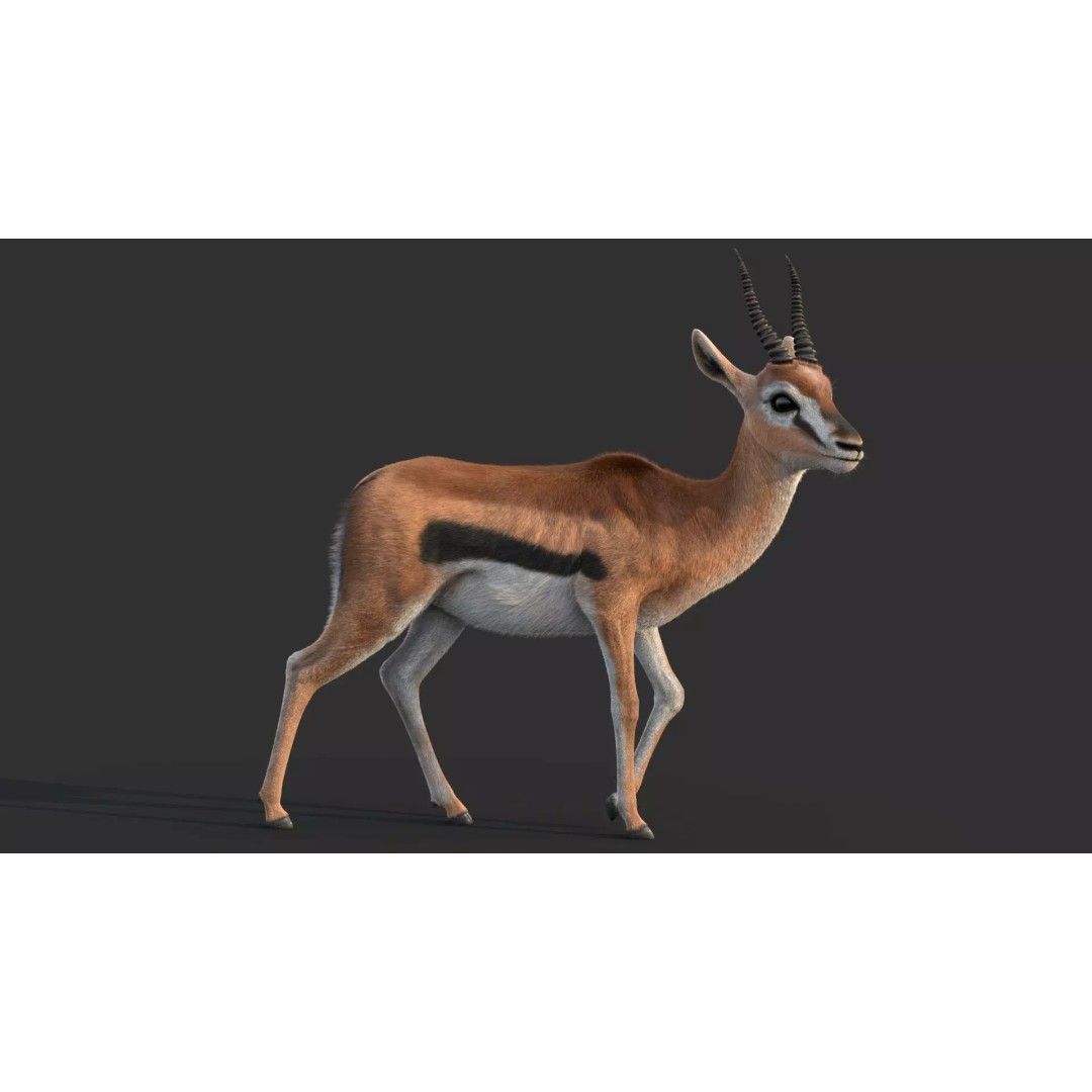 Gazelle 3D Model – Rigged High-Detail Animal Asset, Maya - View 3