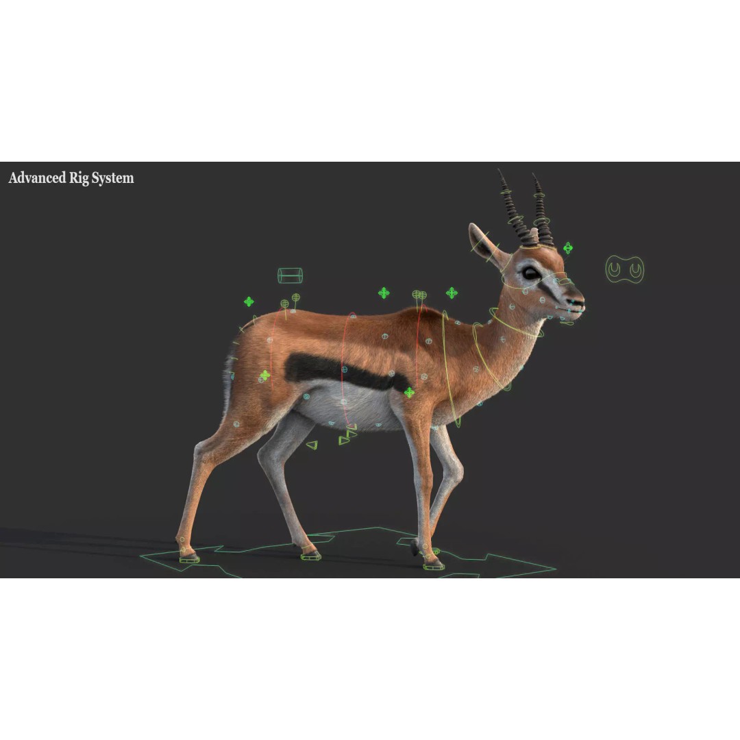 Gazelle 3D Model – Rigged High-Detail Animal Asset, Maya - View 4