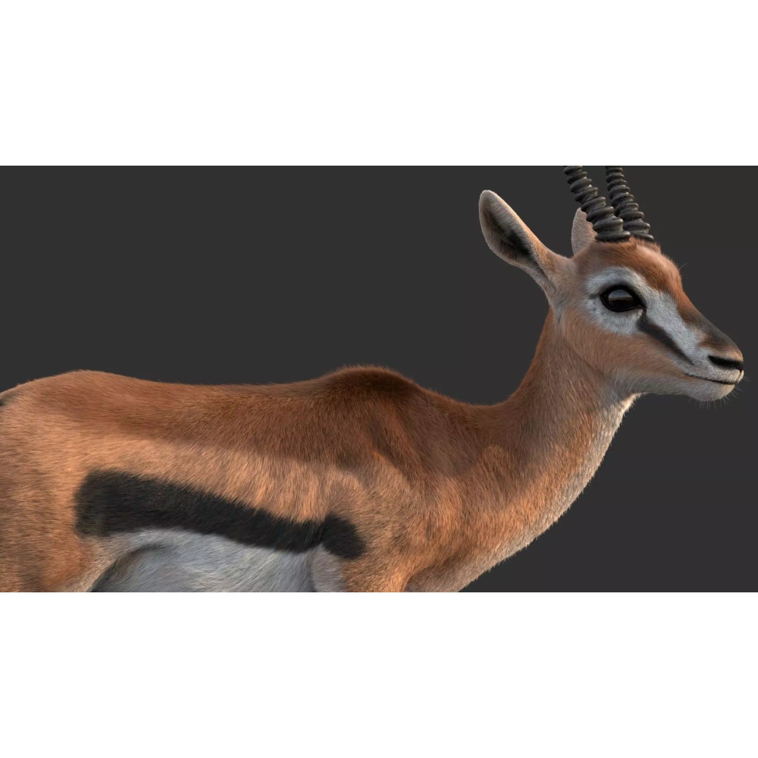Gazelle 3D Model – Rigged High-Detail Animal Asset, Maya - View 5