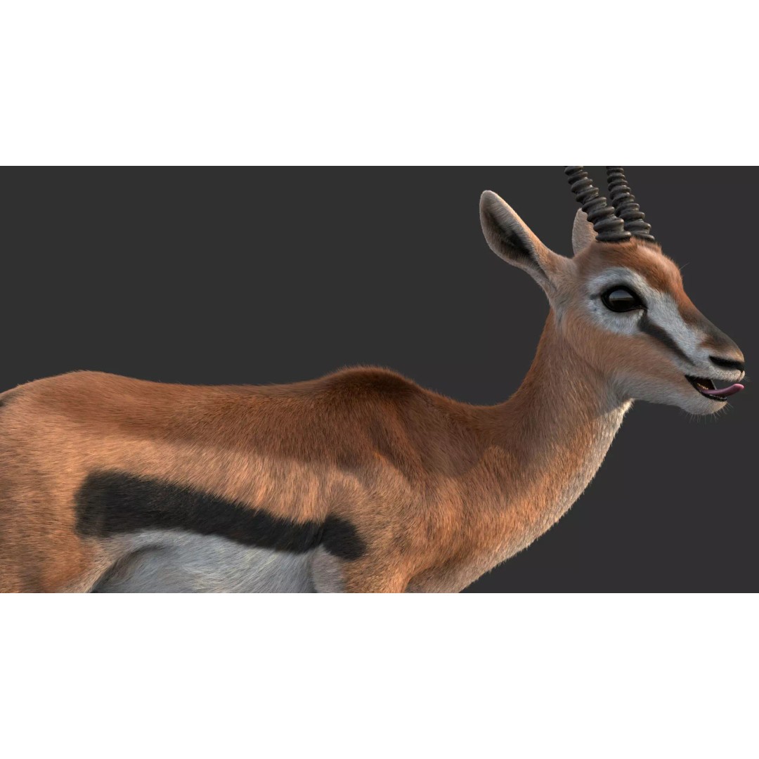 Gazelle 3D Model – Rigged High-Detail Animal Asset, Maya - View 6