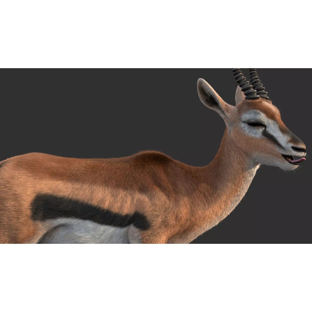 Gazelle 3D Model – Rigged High-Detail Animal Asset, Maya - View 7