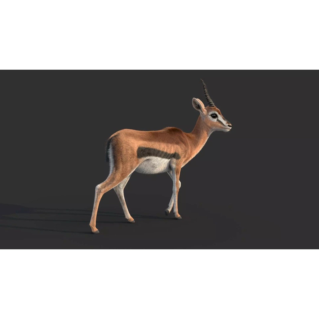 Gazelle 3D Model – Rigged High-Detail Animal Asset, Maya - View 8