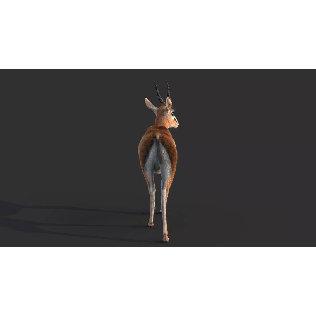 Gazelle 3D Model – Rigged High-Detail Animal Asset, Maya - View 9
