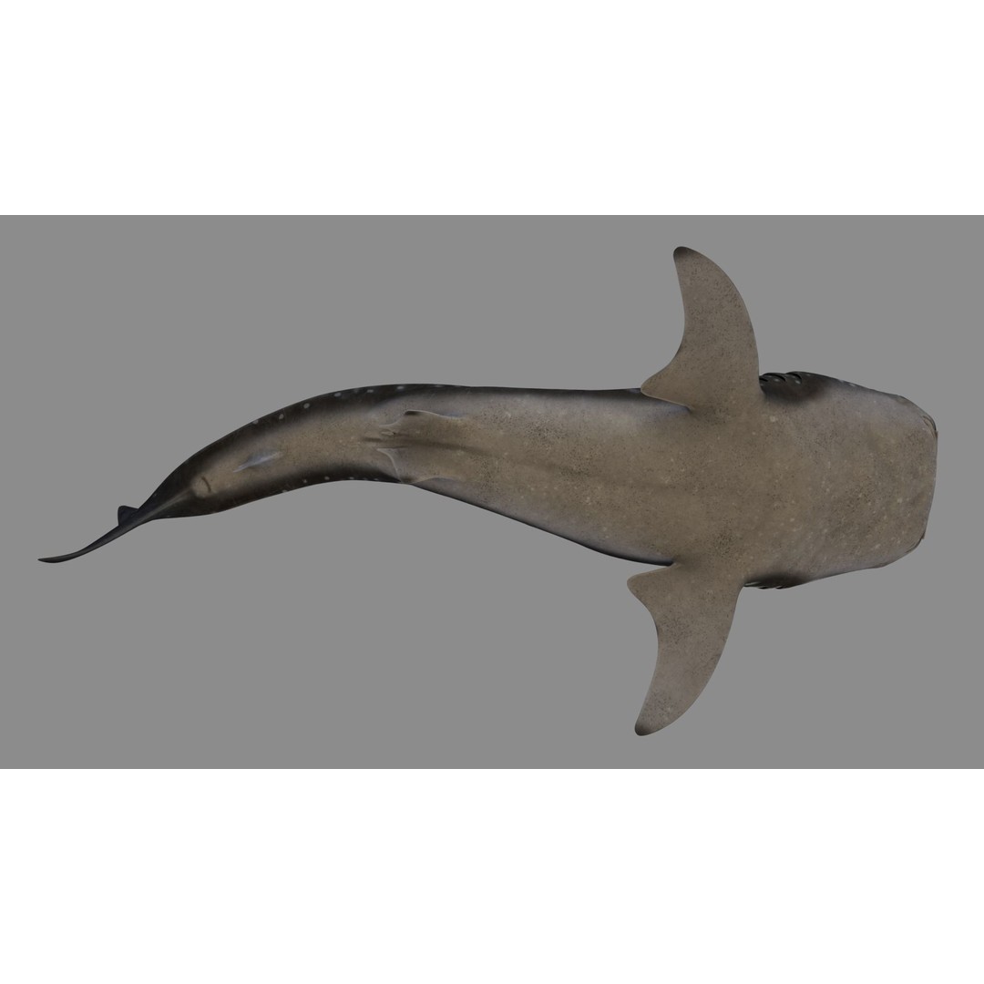 Whale Shark 3D Model – Low Poly Rigged Animated Asset for Cinema 4D - View 10