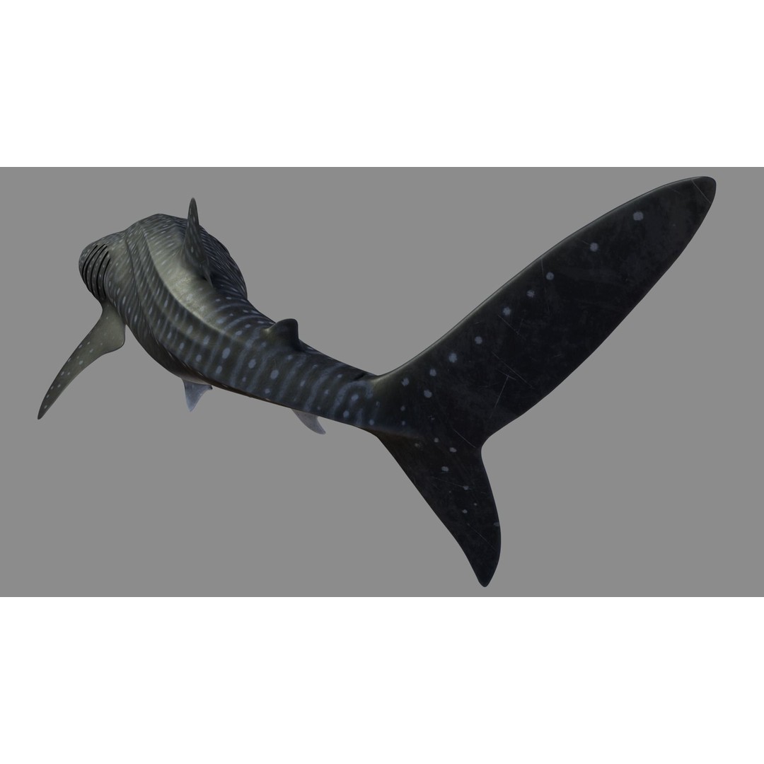Whale Shark 3D Model – Low Poly Rigged Animated Asset for Cinema 4D - View 11