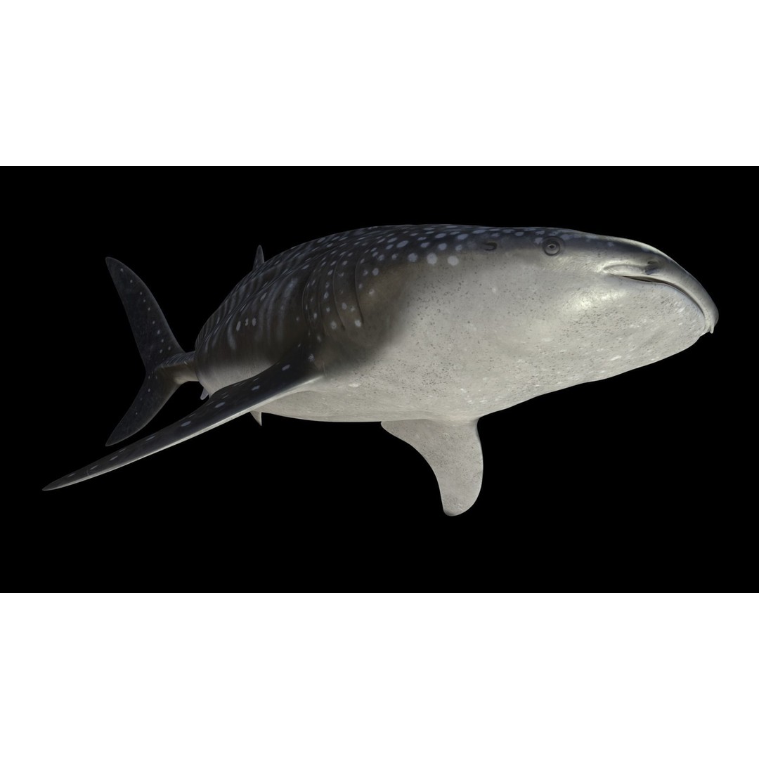 Whale Shark 3D Model – Low Poly Rigged Animated Asset for Cinema 4D - View 12