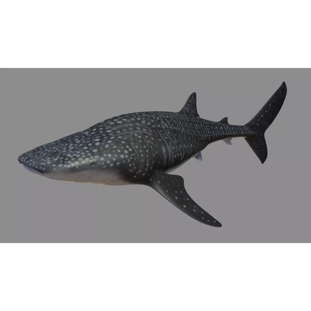 Whale Shark 3D Model – Low Poly Rigged Animated Asset for Cinema 4D - View 2