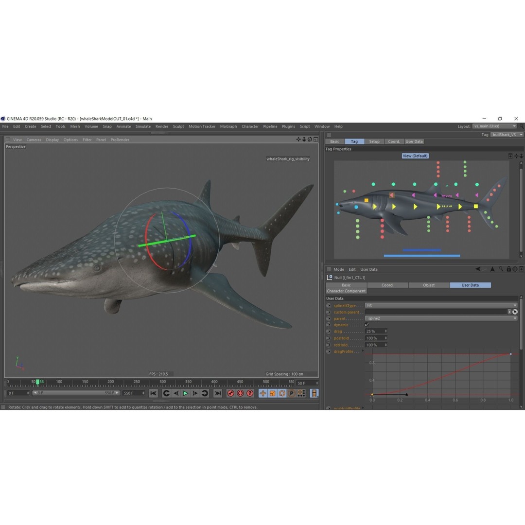 Whale Shark 3D Model – Low Poly Rigged Animated Asset for Cinema 4D - View 21