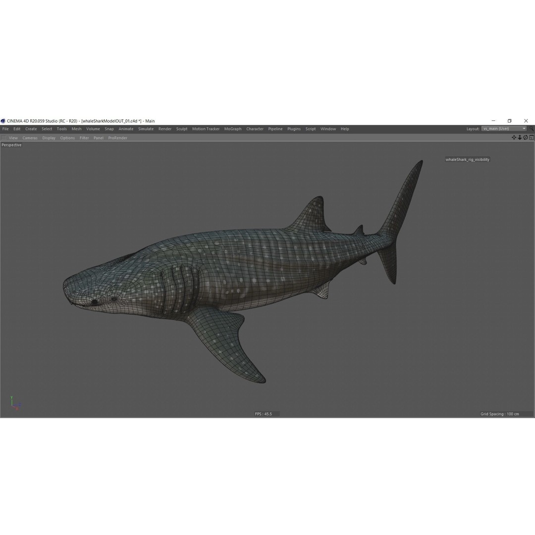 Whale Shark 3D Model – Low Poly Rigged Animated Asset for Cinema 4D - View 24