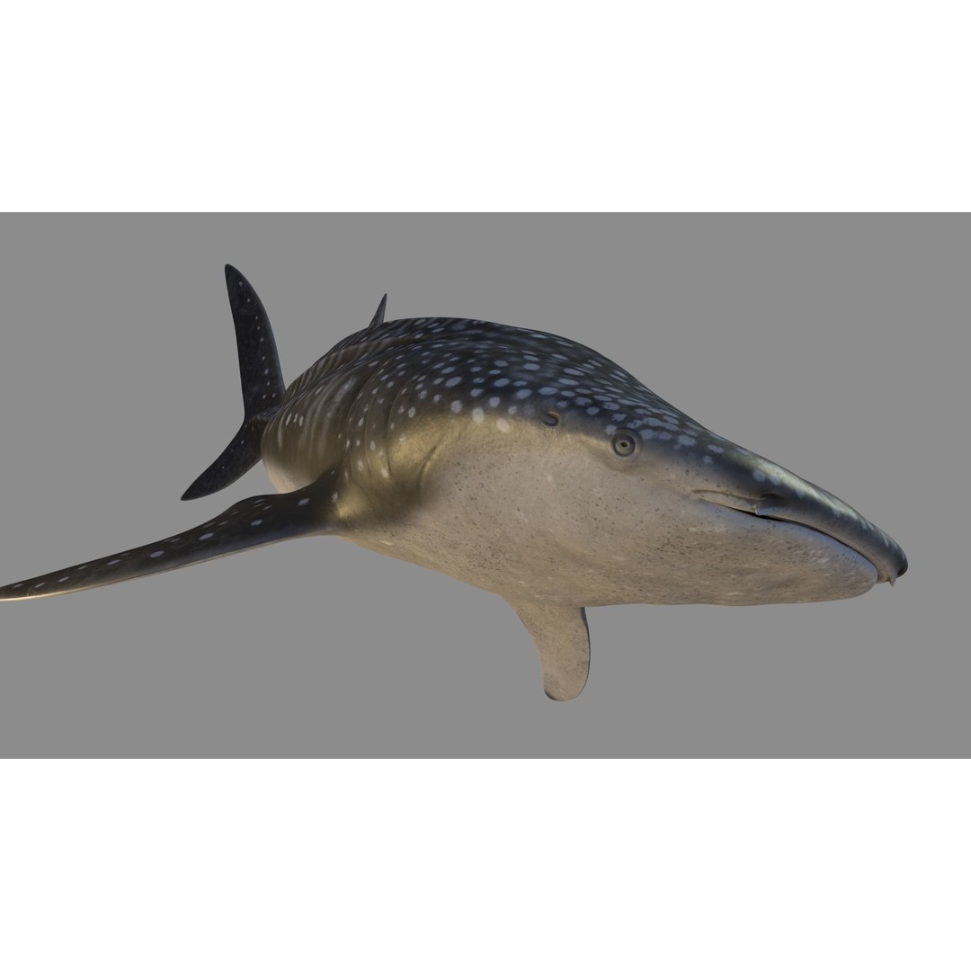 Whale Shark 3D Model – Low Poly Rigged Animated Asset for Cinema 4D - View 3