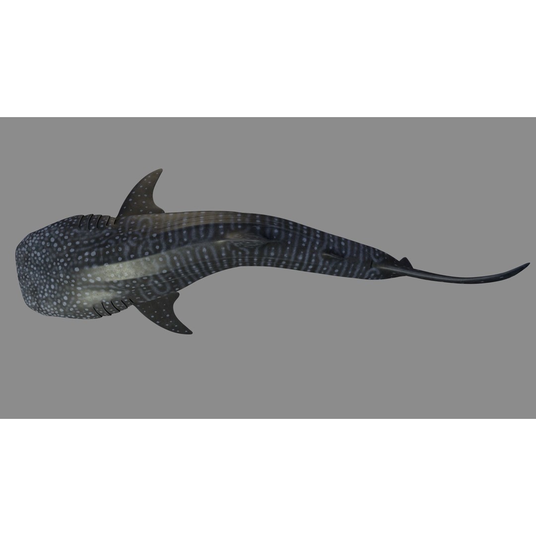 Whale Shark 3D Model – Low Poly Rigged Animated Asset for Cinema 4D - View 4