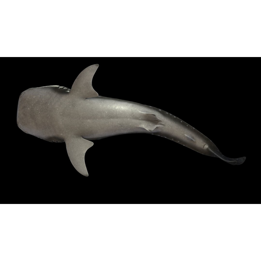 Whale Shark 3D Model – Low Poly Rigged Animated Asset for Cinema 4D - View 5