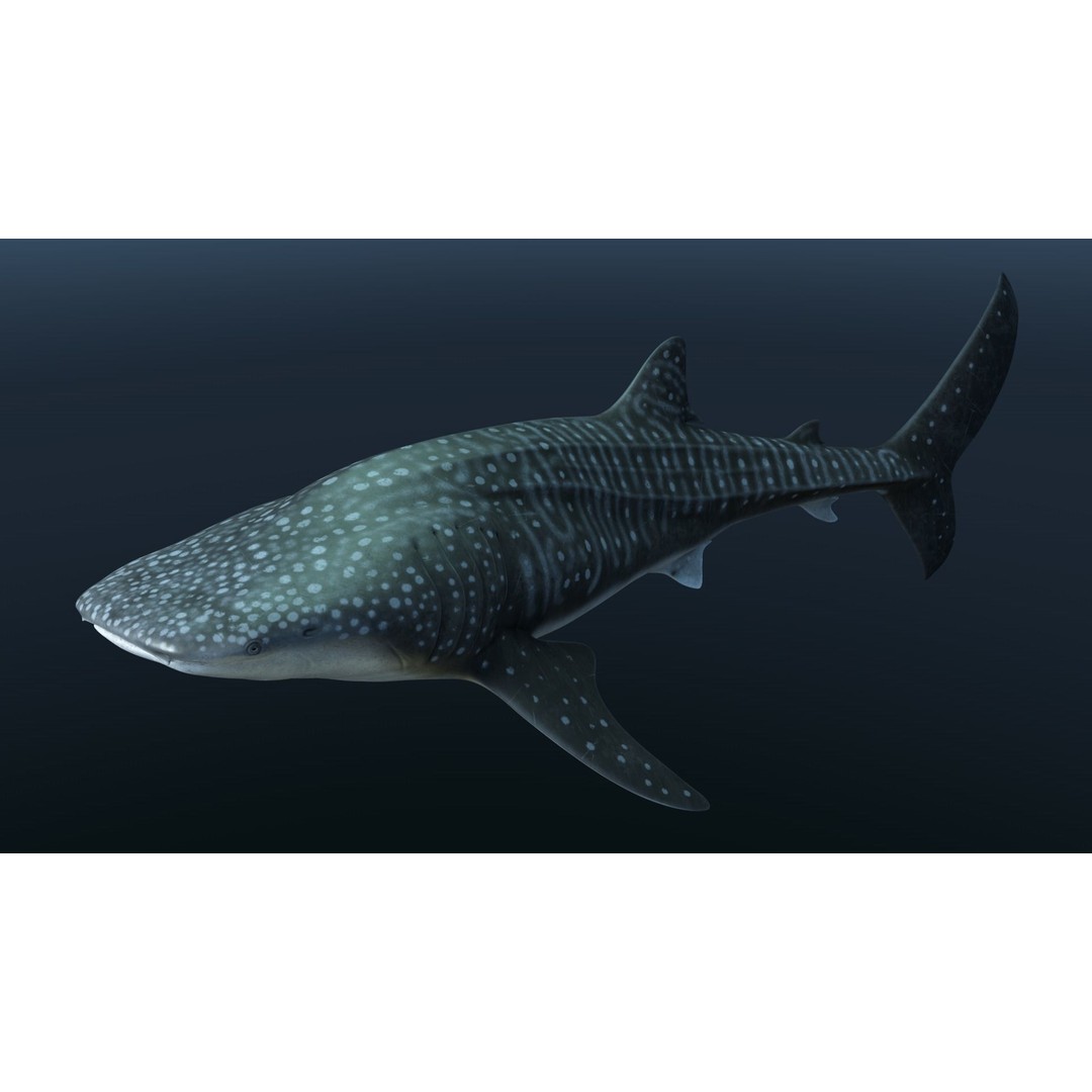 Whale Shark 3D Model – Low Poly Rigged Animated Asset for Cinema 4D - View 6