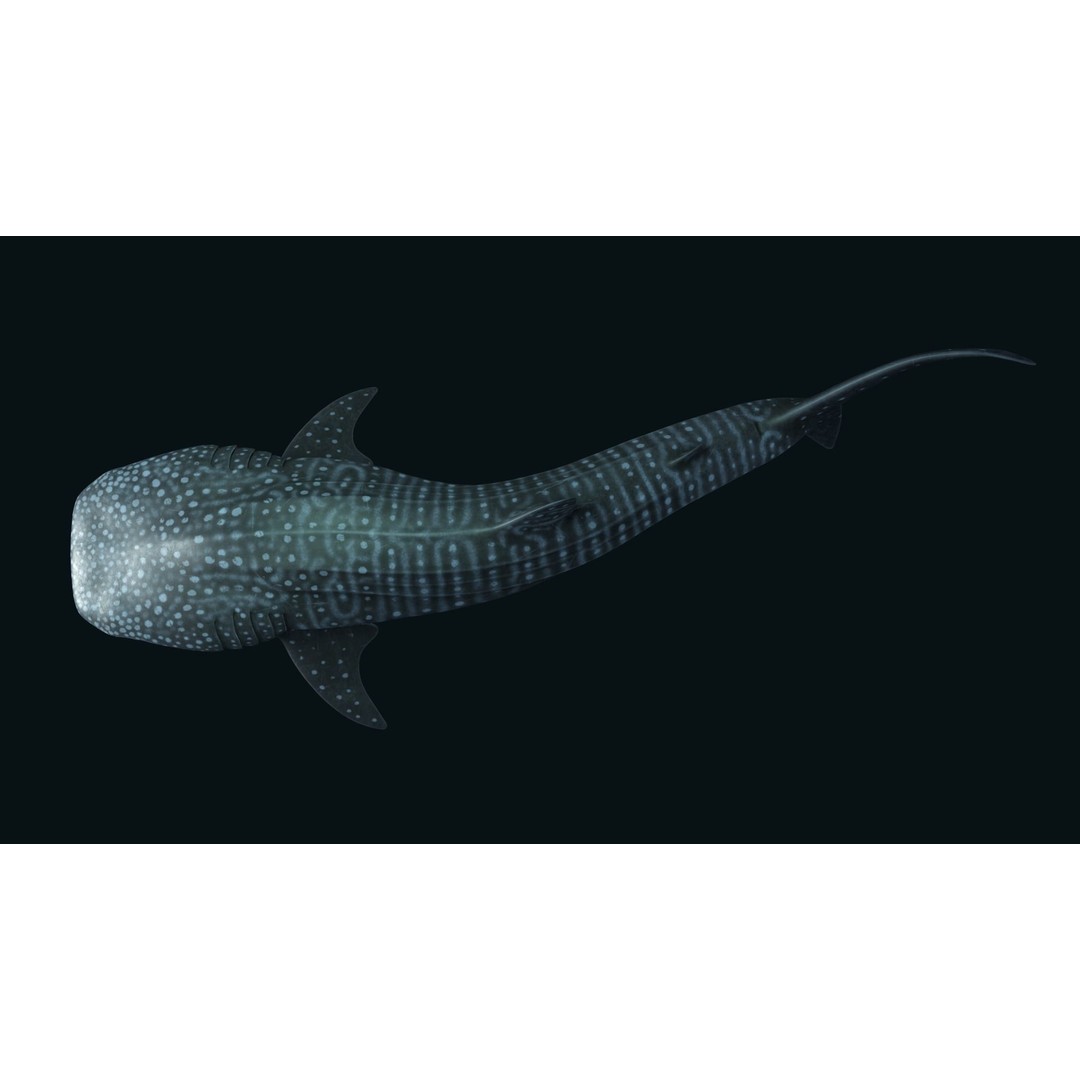 Whale Shark 3D Model – Low Poly Rigged Animated Asset for Cinema 4D - View 7