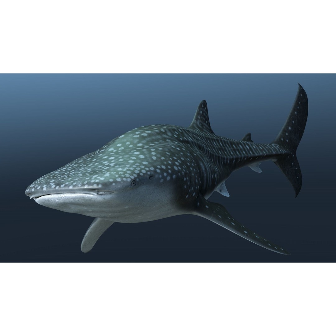 Whale Shark 3D Model – Low Poly Rigged Animated Asset for Cinema 4D - View 8