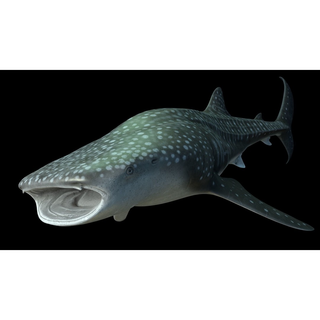 Whale Shark 3D Model – Low Poly Rigged Animated Asset for Cinema 4D - View 9