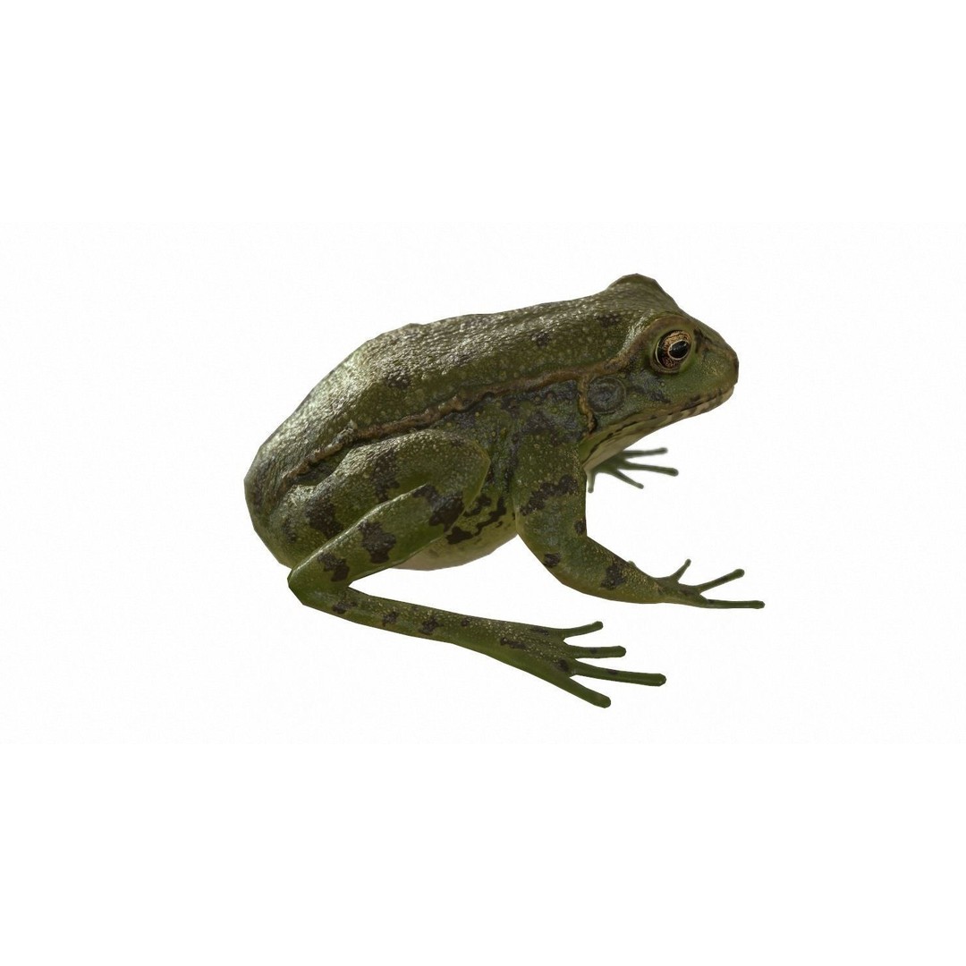 Frog 3D Model – Low Poly Rigged Animation Asset, FBX, OBJ