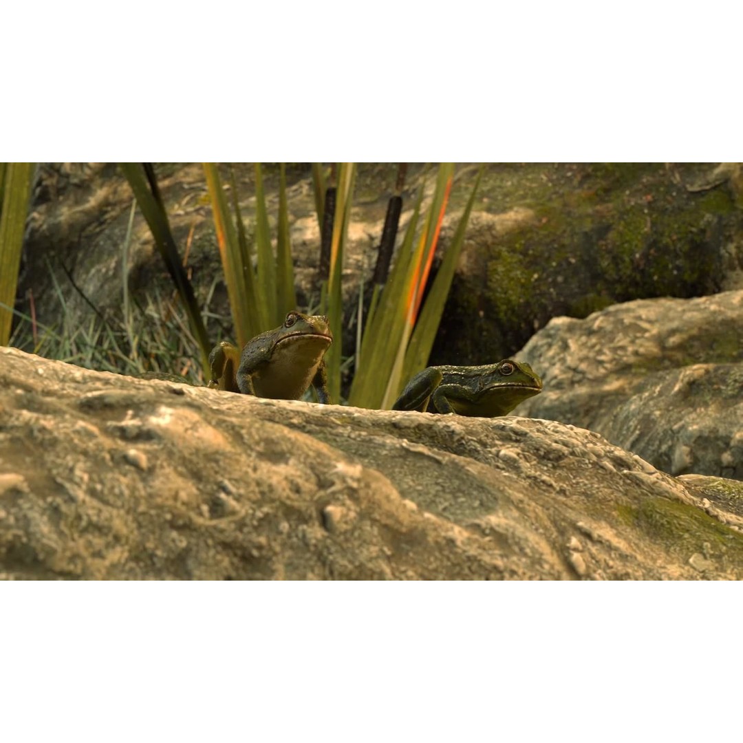 Frog 3D Model – Low Poly Rigged Animation Asset, FBX, OBJ - View 10