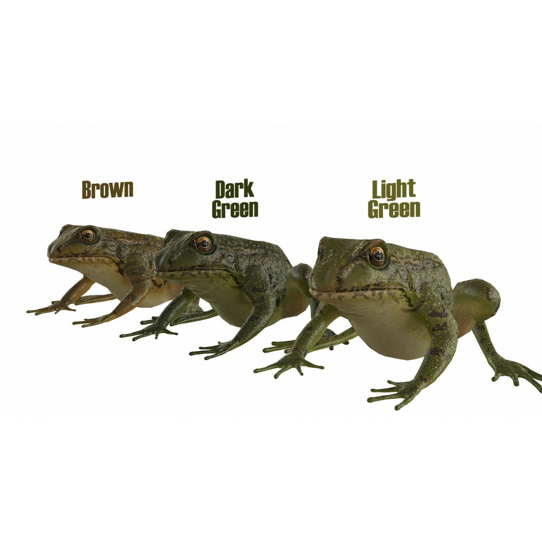 Frog 3D Model – Low Poly Rigged Animation Asset, FBX, OBJ - View 11