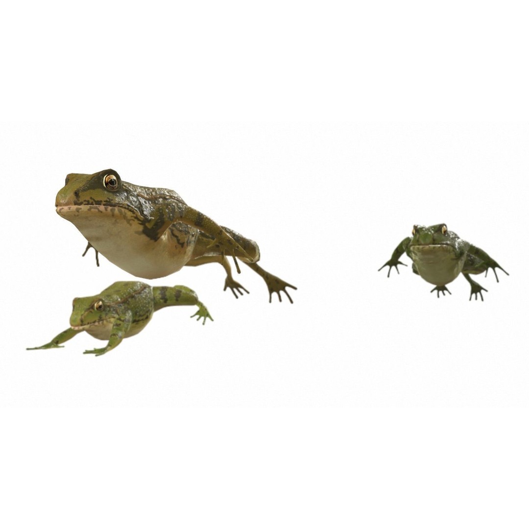 Frog 3D Model – Low Poly Rigged Animation Asset, FBX, OBJ - View 12