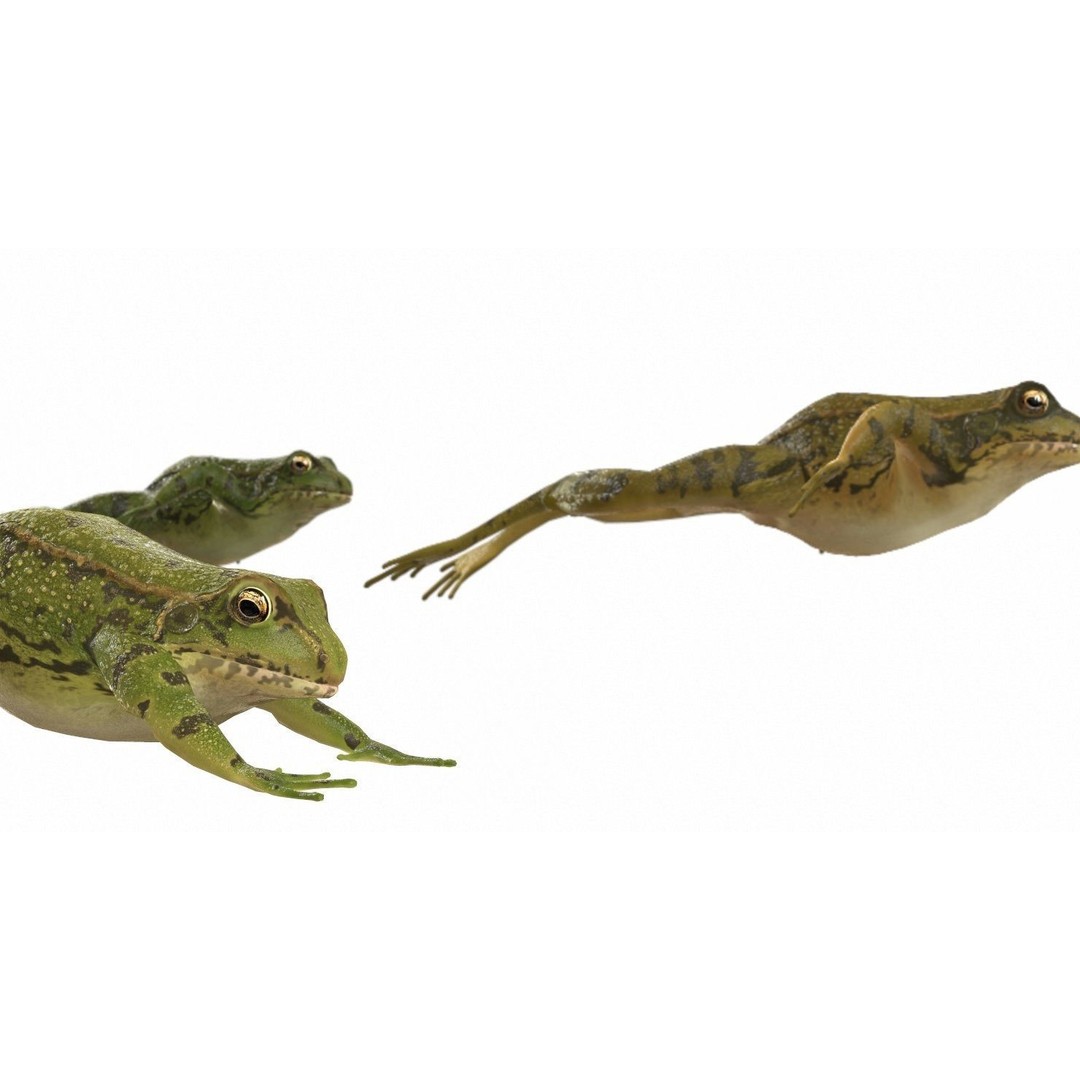 Frog 3D Model – Low Poly Rigged Animation Asset, FBX, OBJ - View 13