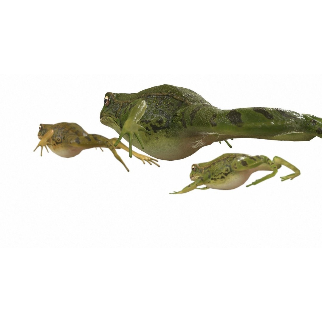 Frog 3D Model – Low Poly Rigged Animation Asset, FBX, OBJ - View 14