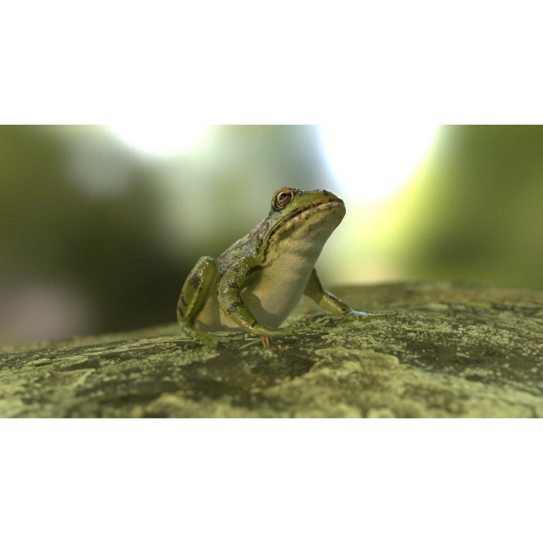 Frog 3D Model – Low Poly Rigged Animation Asset, FBX, OBJ - View 15