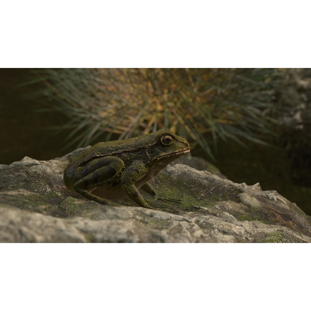 Frog 3D Model – Low Poly Rigged Animation Asset, FBX, OBJ - View 16