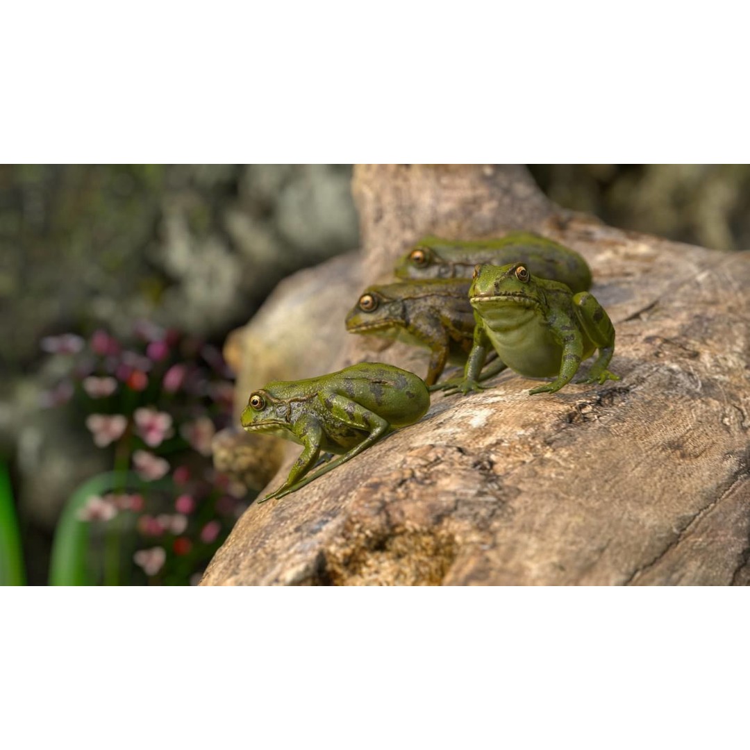 Frog 3D Model – Low Poly Rigged Animation Asset, FBX, OBJ - View 17
