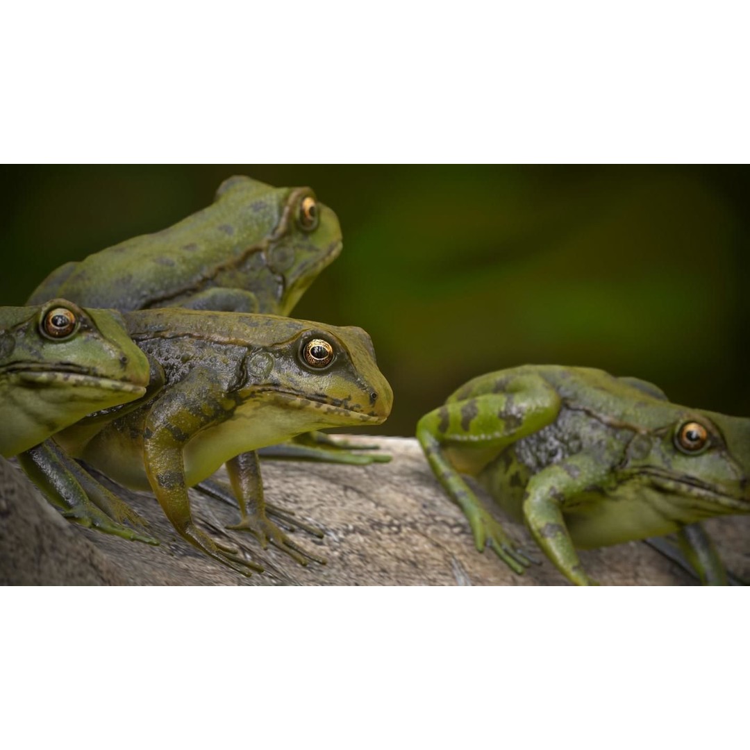 Frog 3D Model – Low Poly Rigged Animation Asset, FBX, OBJ - View 18
