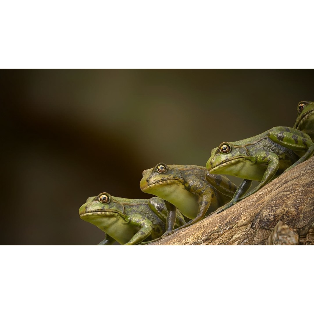 Frog 3D Model – Low Poly Rigged Animation Asset, FBX, OBJ - View 19