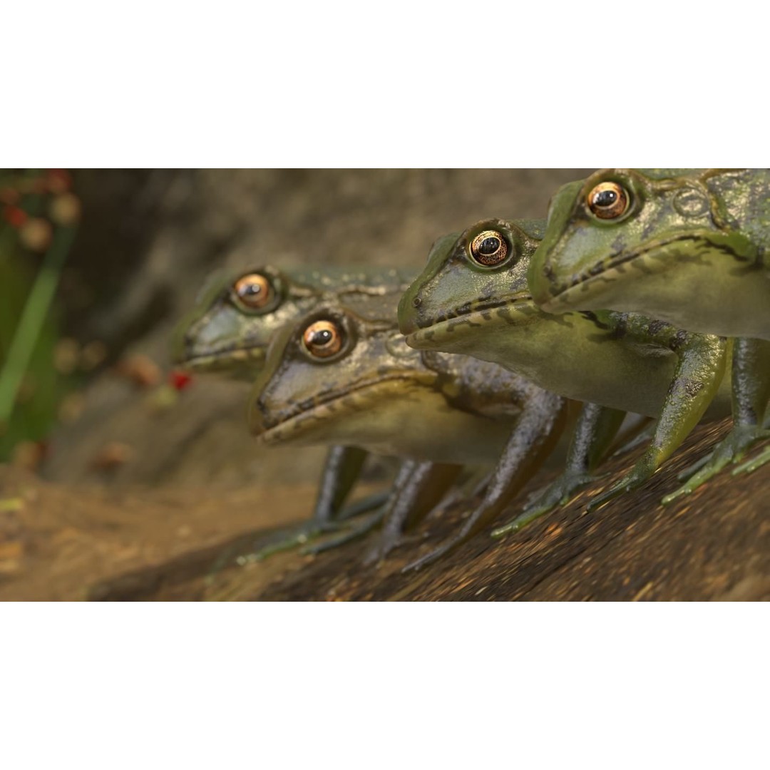 Frog 3D Model – Low Poly Rigged Animation Asset, FBX, OBJ - View 20