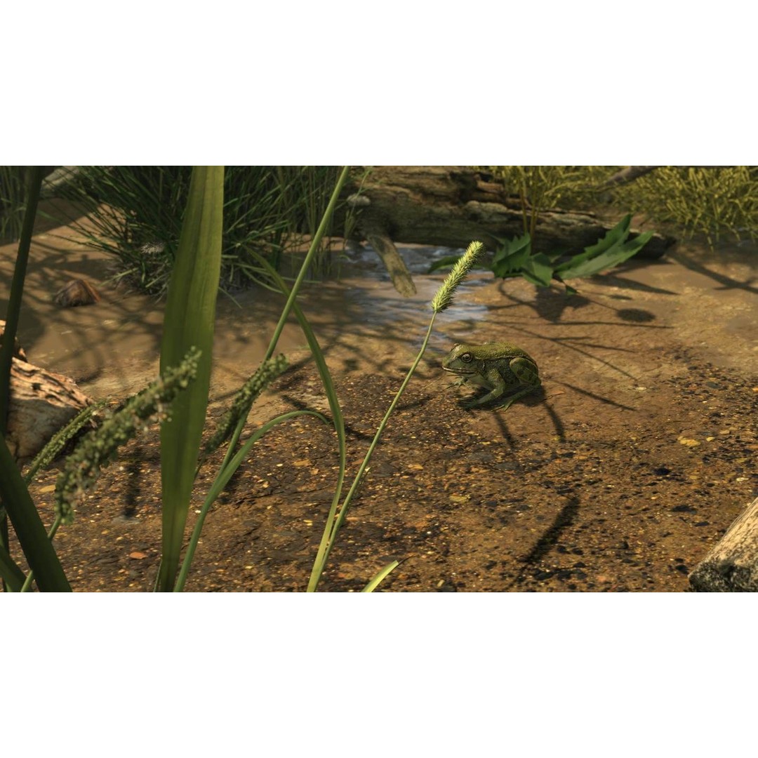 Frog 3D Model – Low Poly Rigged Animation Asset, FBX, OBJ - View 24