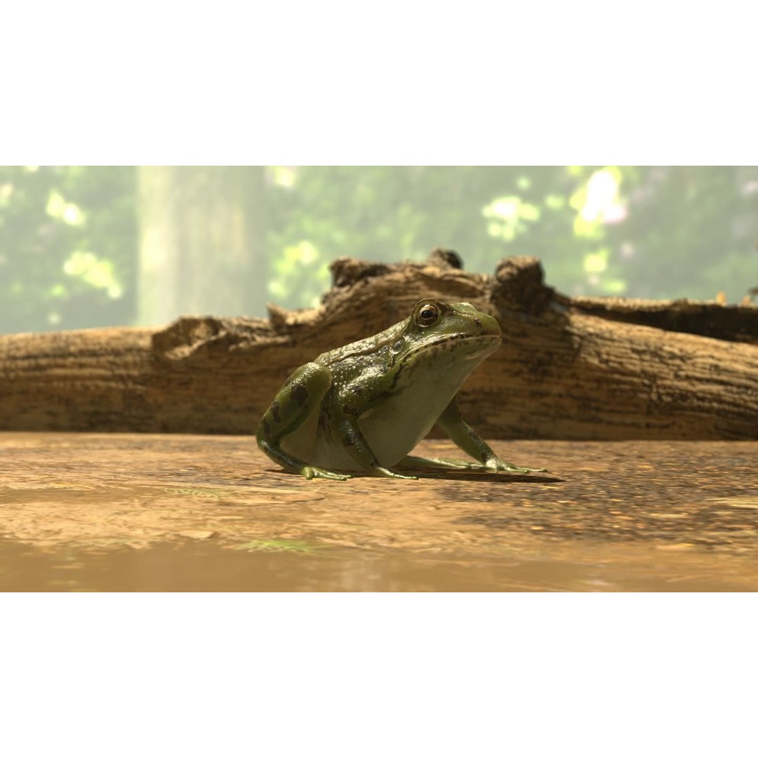 Frog 3D Model – Low Poly Rigged Animation Asset, FBX, OBJ - View 26