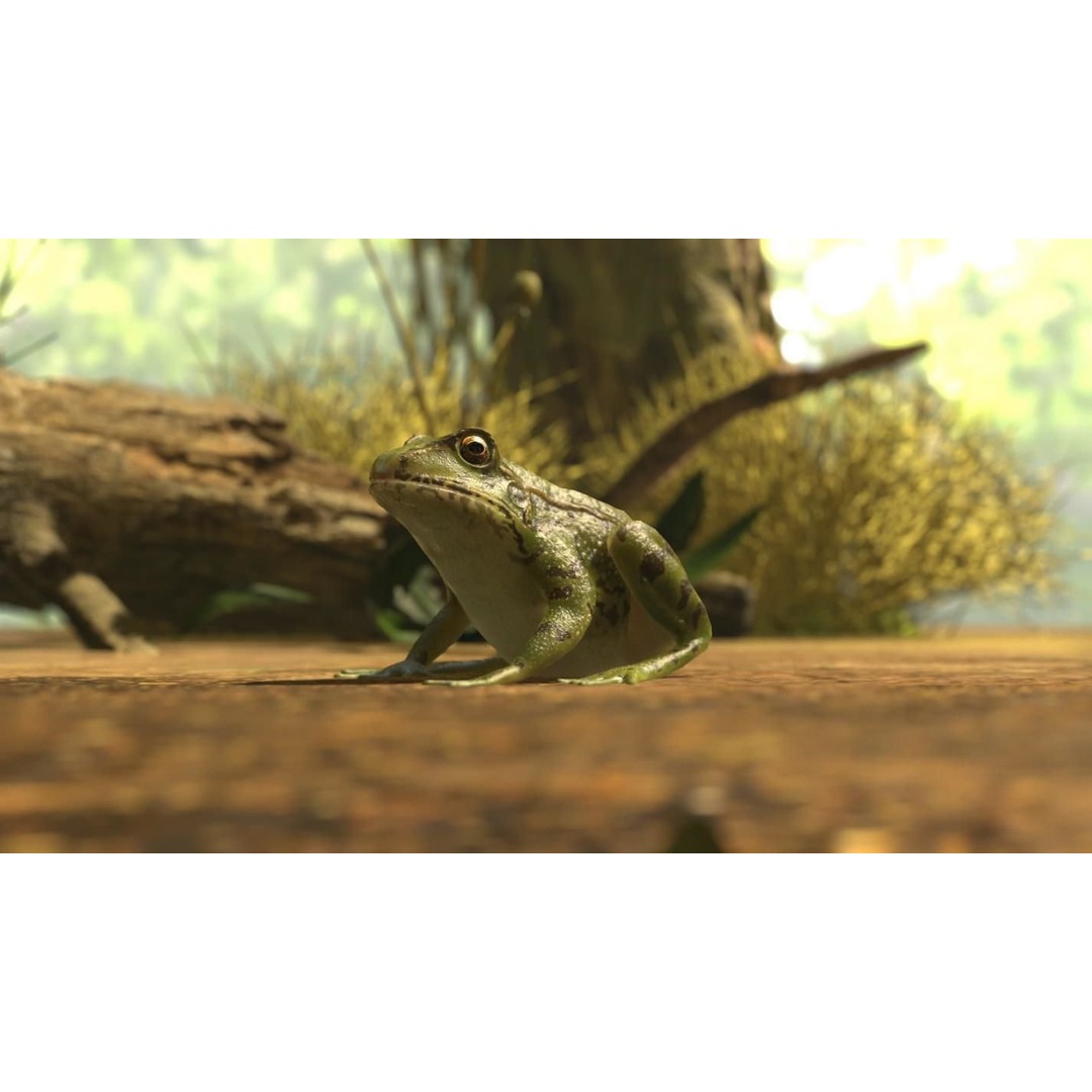 Frog 3D Model – Low Poly Rigged Animation Asset, FBX, OBJ - View 28