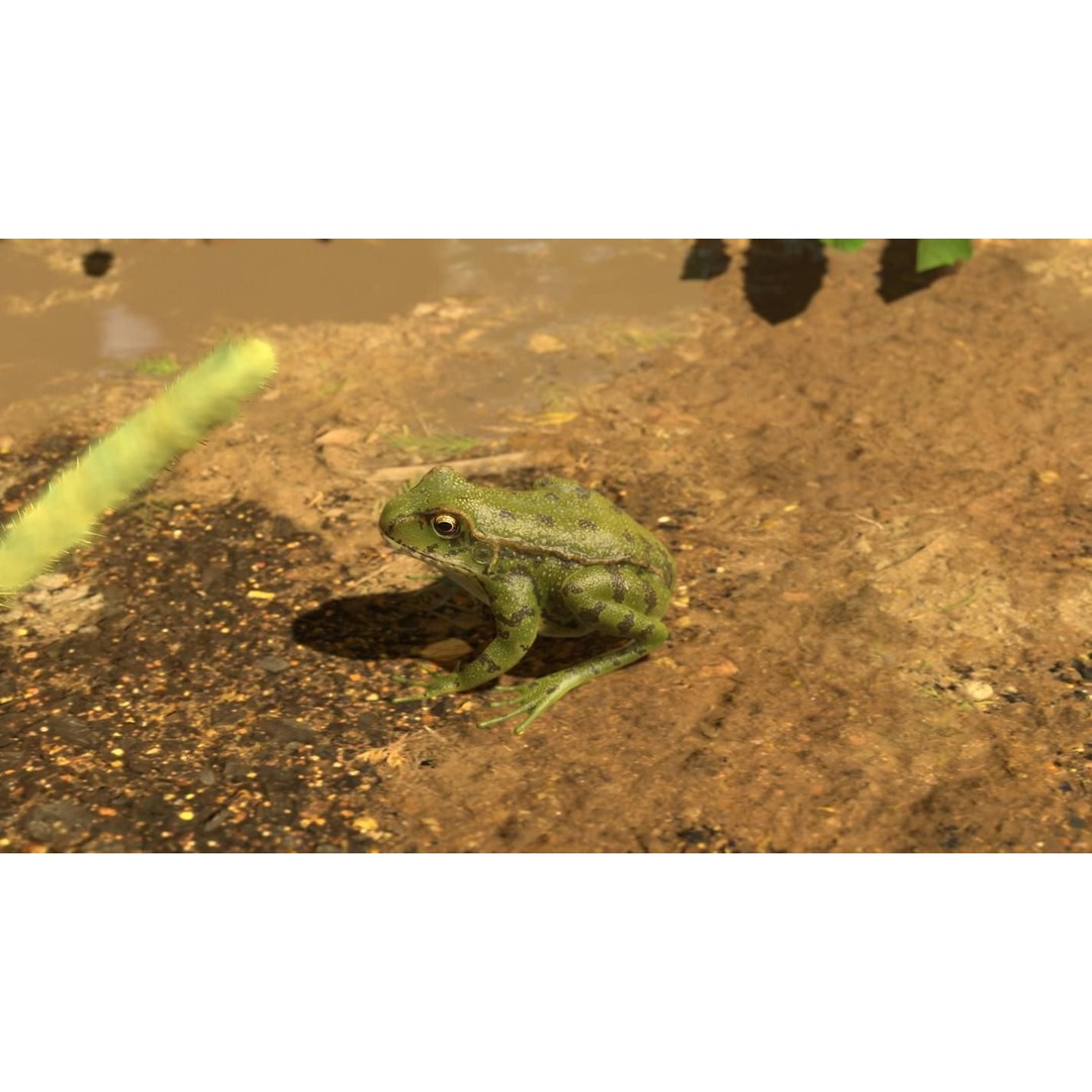 Frog 3D Model – Low Poly Rigged Animation Asset, FBX, OBJ - View 29