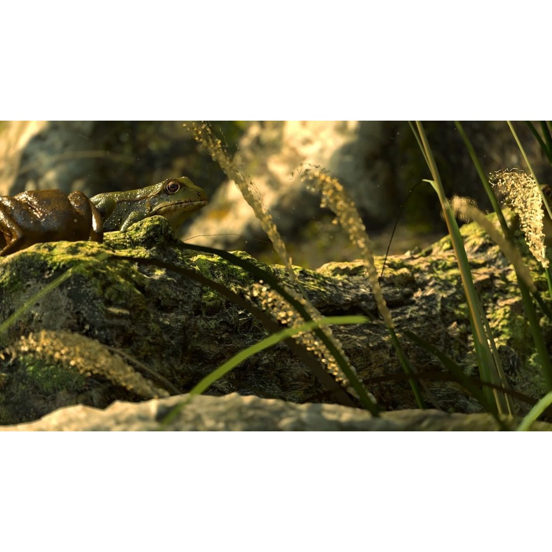 Frog 3D Model – Low Poly Rigged Animation Asset, FBX, OBJ - View 3