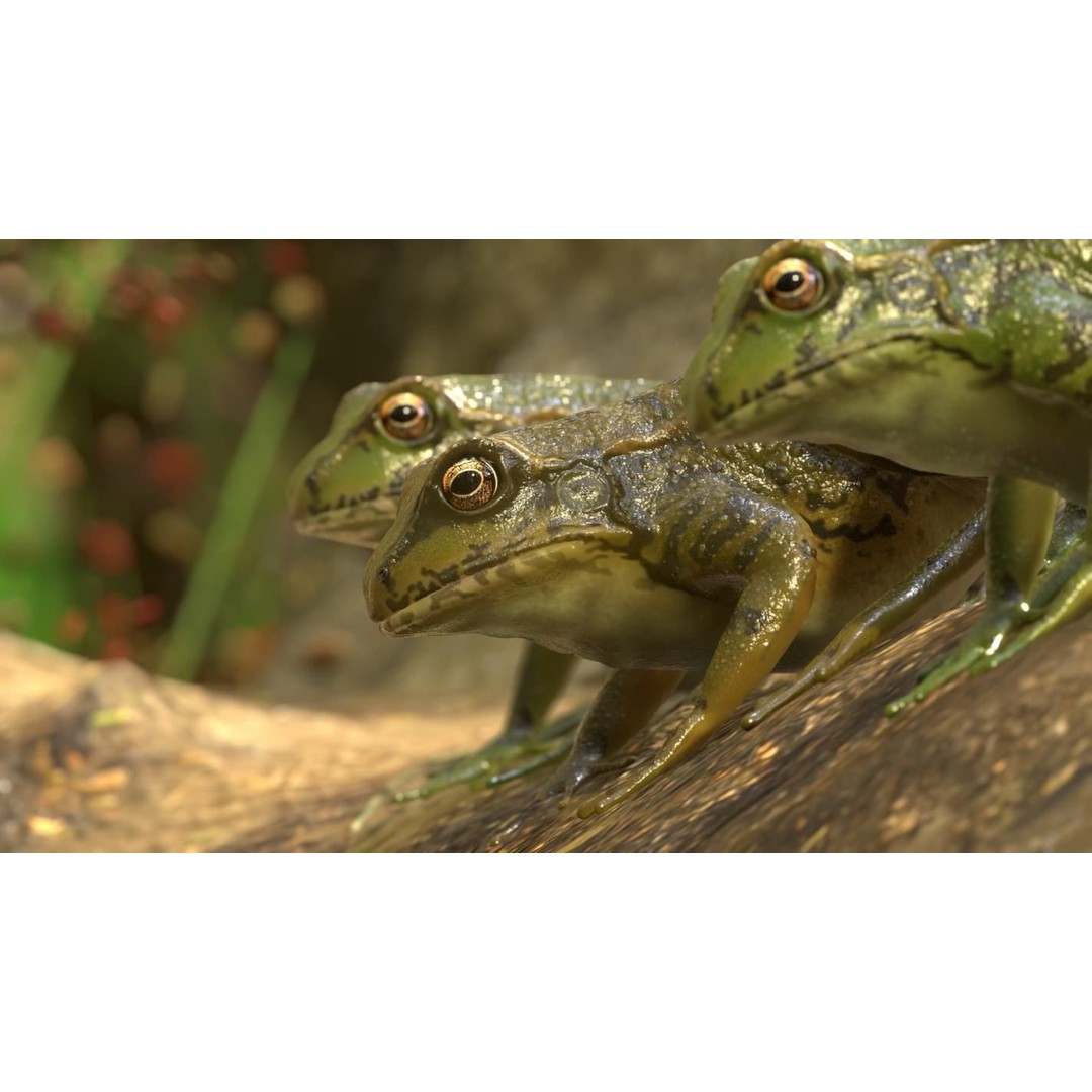 Frog 3D Model – Low Poly Rigged Animation Asset, FBX, OBJ - View 30
