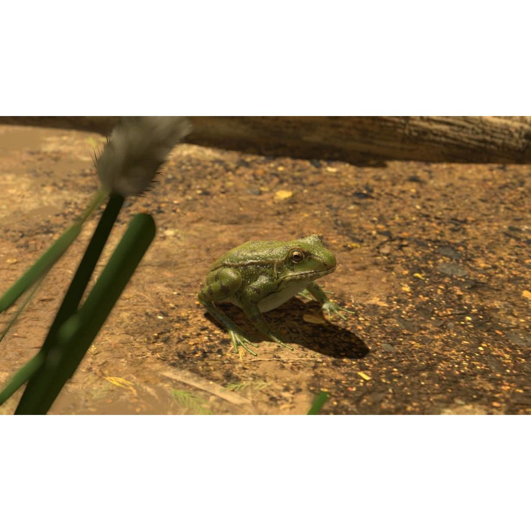 Frog 3D Model – Low Poly Rigged Animation Asset, FBX, OBJ - View 31