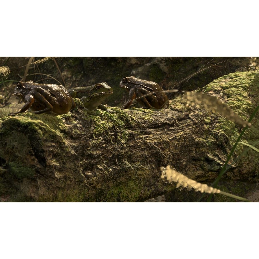 Frog 3D Model – Low Poly Rigged Animation Asset, FBX, OBJ - View 32