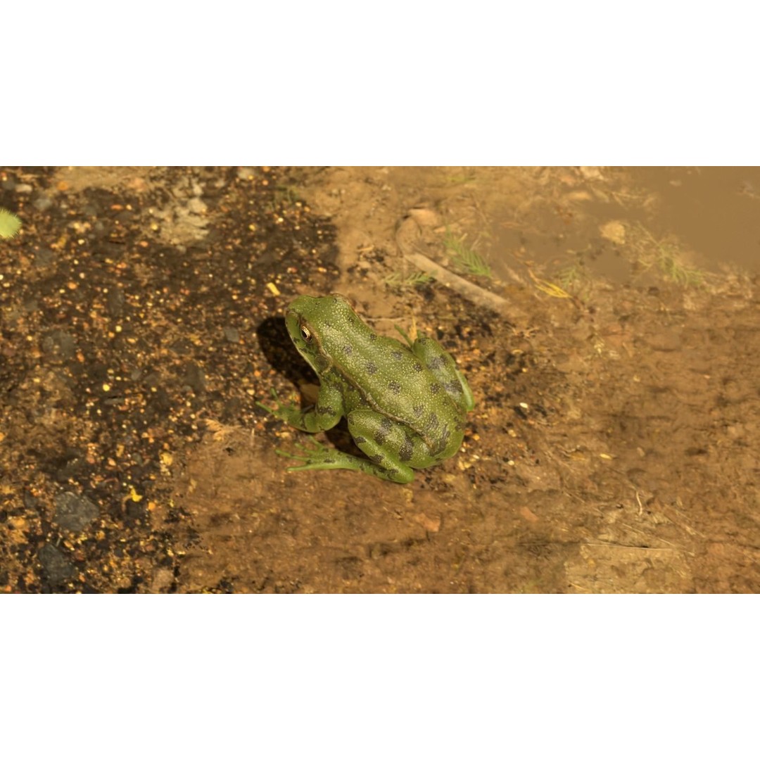 Frog 3D Model – Low Poly Rigged Animation Asset, FBX, OBJ - View 33