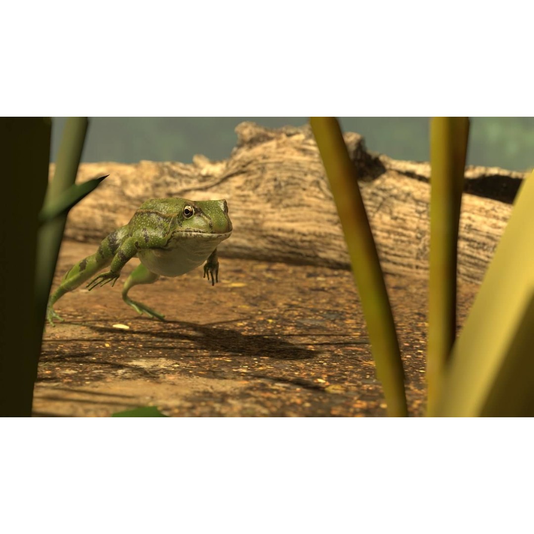 Frog 3D Model – Low Poly Rigged Animation Asset, FBX, OBJ - View 35