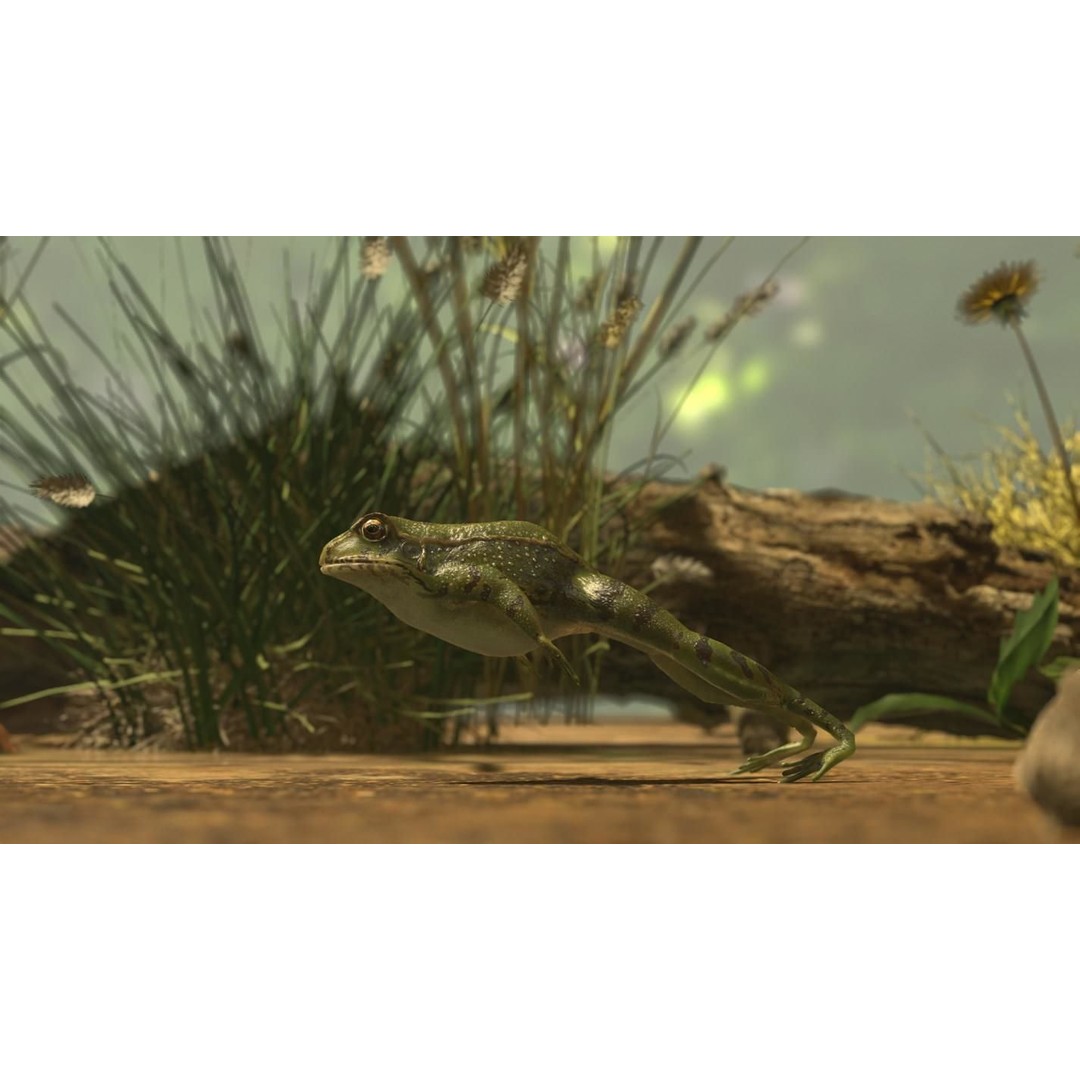 Frog 3D Model – Low Poly Rigged Animation Asset, FBX, OBJ - View 36