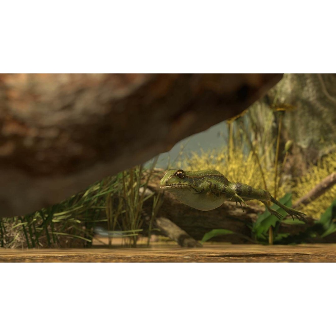 Frog 3D Model – Low Poly Rigged Animation Asset, FBX, OBJ - View 39